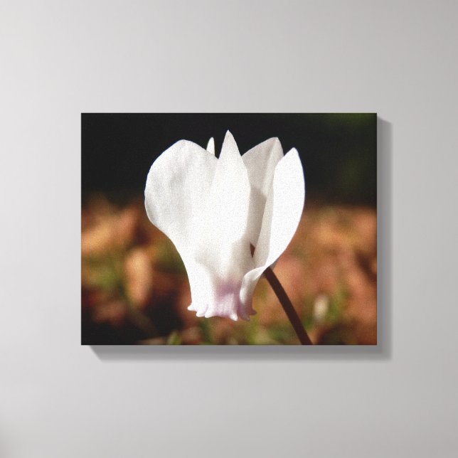 Impression en toile blanche Cyclamen (Recto)