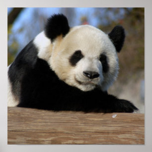 Impression encadrée de panda géant