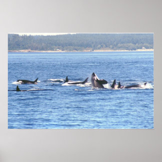 Impression encadrée Orca
