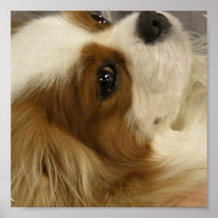 Impression espagnole Cavalier King Charlies