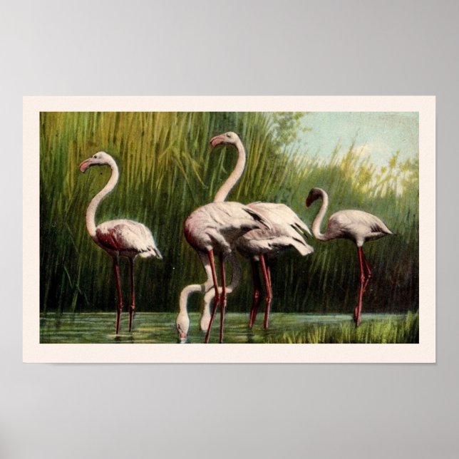 Impression Flamant rose rose Vintage (Devant)