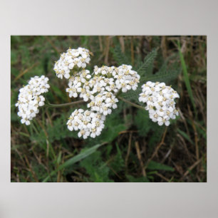 Impression Fleur sauvage blanche