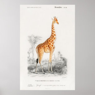 Impression girafe