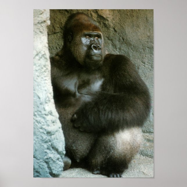 Impression Gorilla Silverback (Devant)