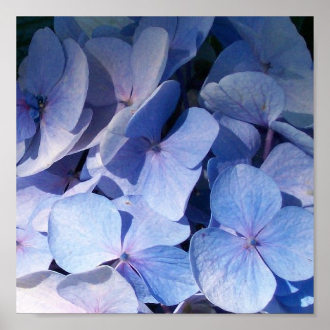 Impression Hydrangea (Devant)