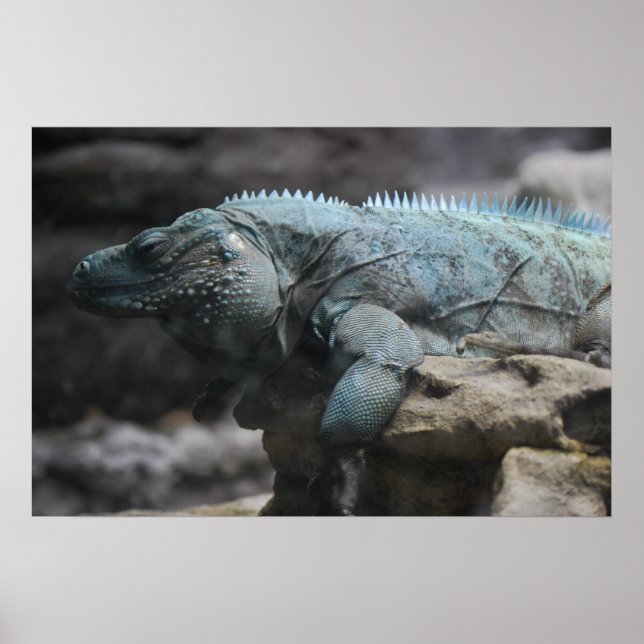 Impression Iguana bleue (Devant)