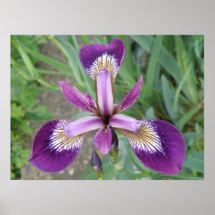 Impression Iris violet