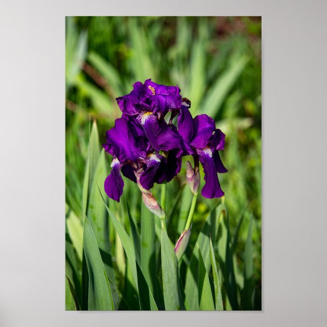 Impression Iris violet (Devant)