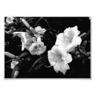 Impression Lillies noir et blanc