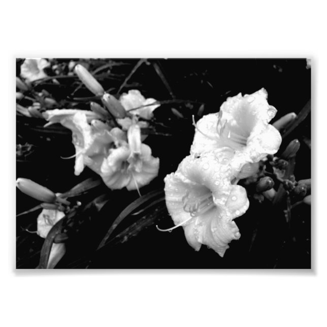 Impression Lillies noir et blanc (Devant)