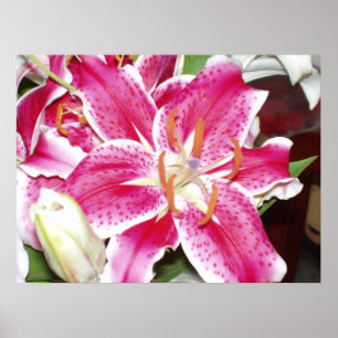 Impression Lily Stargazer