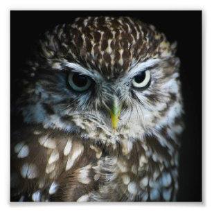 Impression Little Owl