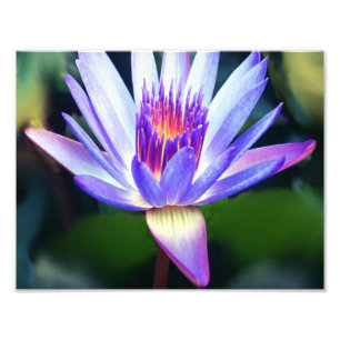 Impression Lotus Flower
