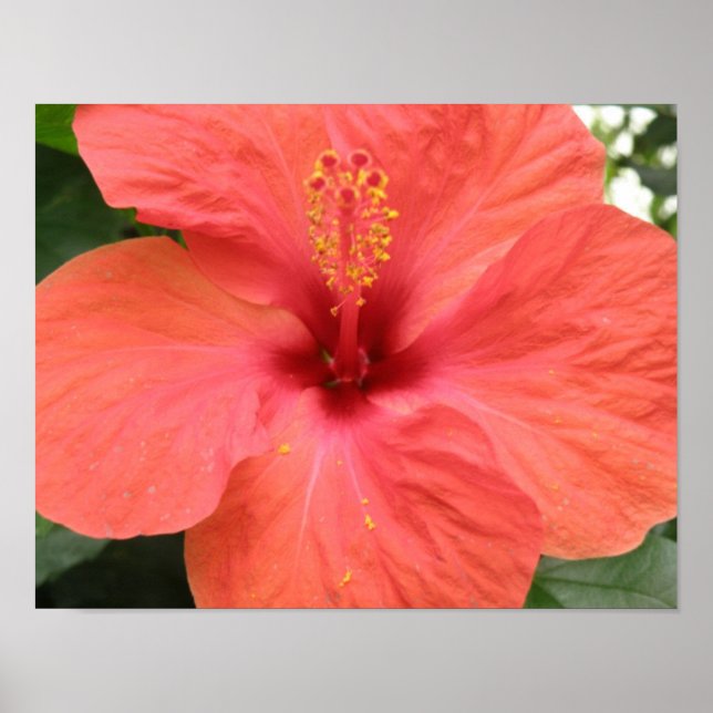 Impression Macro Fleur d'Hibiscus Orange (Devant)