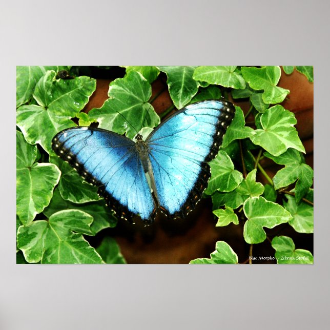 Impression Morpho bleu (Devant)