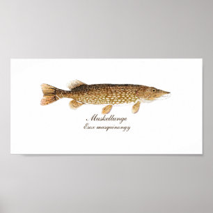 Impression Muskie