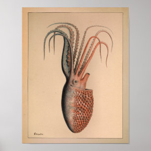 Impression octopus couleur Vintage 1851