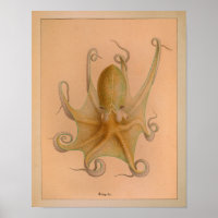 Impression octopus couleur Vintage 1851