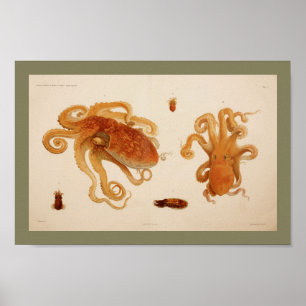 Impression octopus couleur Vintage 1896