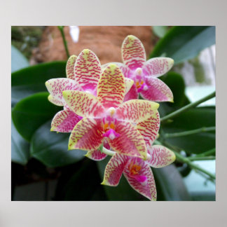 Impression orchidée