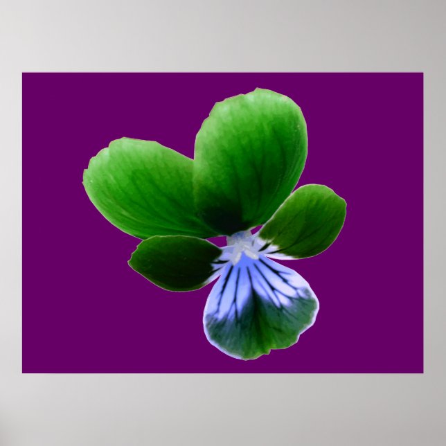 Impression Pansy verte (Devant)