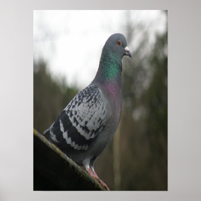 Impression parfaite de pigeon (Devant)