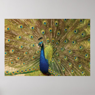 Impression Peacock