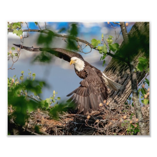 Impression Photo 10x8 Aigle à tête blanche quittant le nid (Devant)
