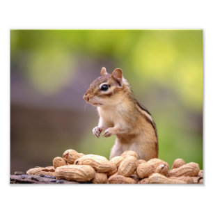 Impression Photo 10x8 Chipmunk avec cacahuètes
