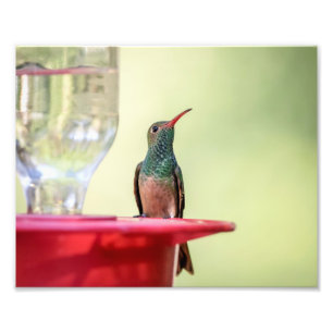 Impression Photo 10x8 Colibri à ventre cassé au Texas