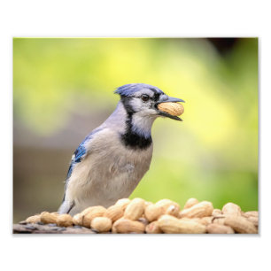 Impression Photo 10x8 Jay bleu avec arachide