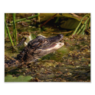 Impression Photo 10x8 Jeune Alligator