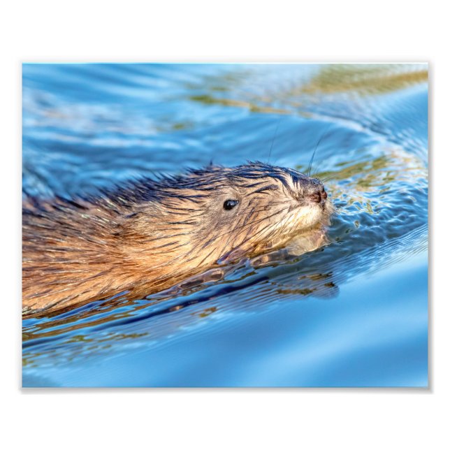 Impression Photo 10x8 Muskrat à Vassar Fermes Préservation écologiq (Devant)
