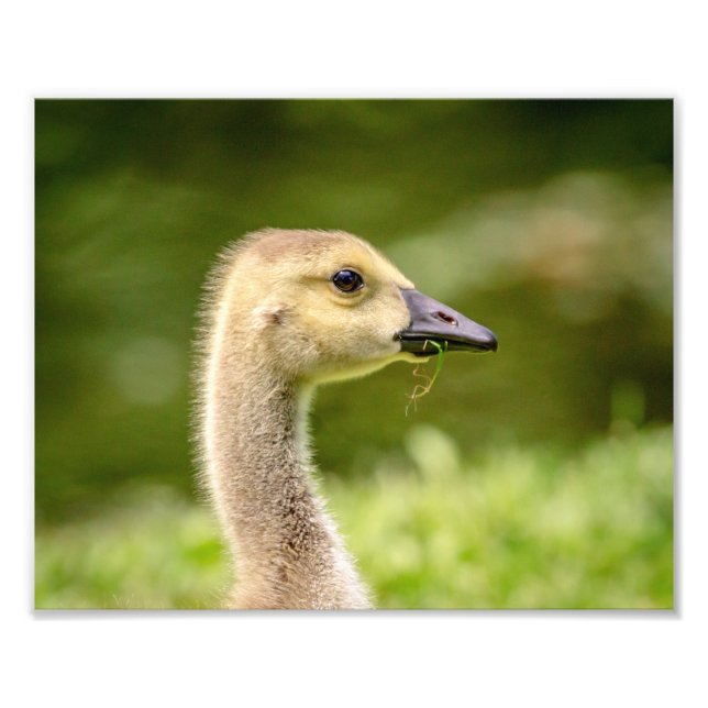Impression Photo 10x8 Oie canadienne (Gosling) (Devant)