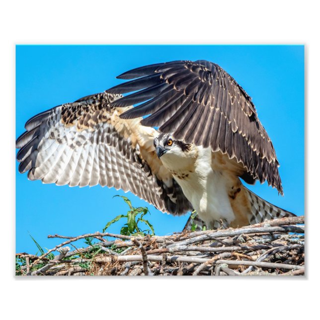 Impression Photo 10x8 Osprey juvénile dans le nid (Devant)