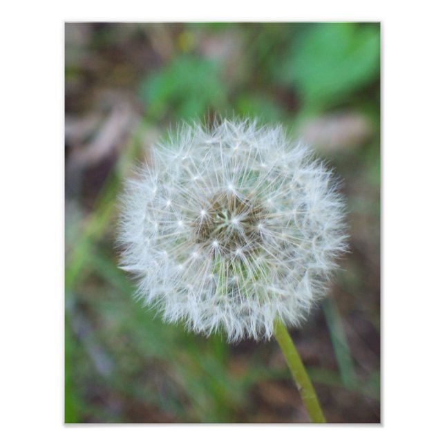 Impression Photo 11" x 14" beau pissenlit (Devant)