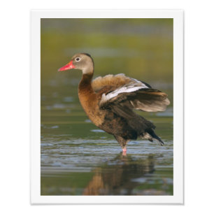 Impression Photo 11 x 14 Canard siffleur à ventre noir