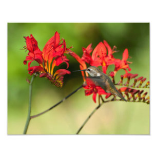 Impression Photo 11X14 Amoureux des colibris