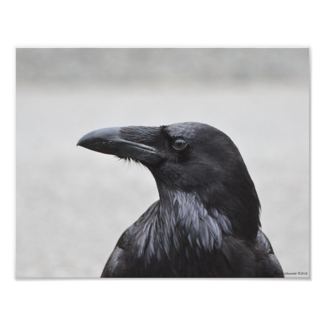 Impression Photo 11X14 Raven le Magnifique! (Devant)