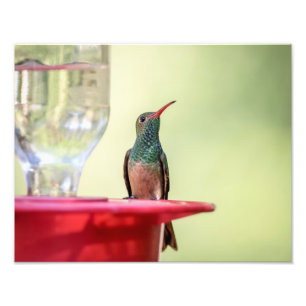 Impression Photo 14x11 Colibri à ventre cassé au Texas