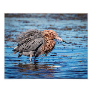 Impression Photo 14x11 Egret rouge sur North Beach