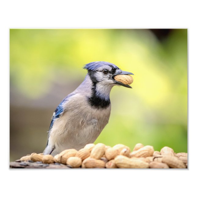 Impression Photo 14x11 Jay bleu avec arachide (Devant)