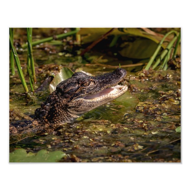 Impression Photo 14x11 Jeune Alligator (Devant)