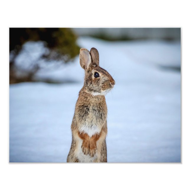 Impression Photo 14x11 Lapin dans la neige (Devant)