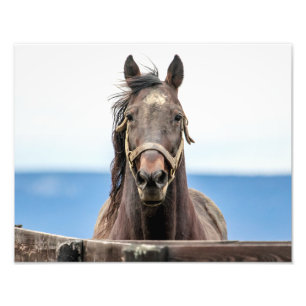 Impression Photo 14x11 Portrait d'un cheval