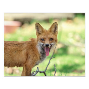 Impression Photo 14x11 Renard maman dans la vallée de l'Hudson
