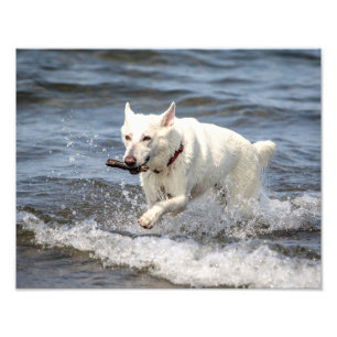 Impression Photo 14x11 Shepard allemand blanc sur le lac George