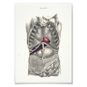 Impression Photo 1895 Anatomie humaine Imprimer l'abdomen