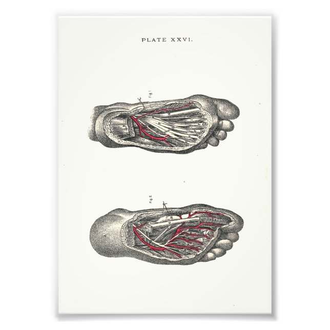Impression Photo 1895 Anatomie humaine Imprimer pied (Devant)