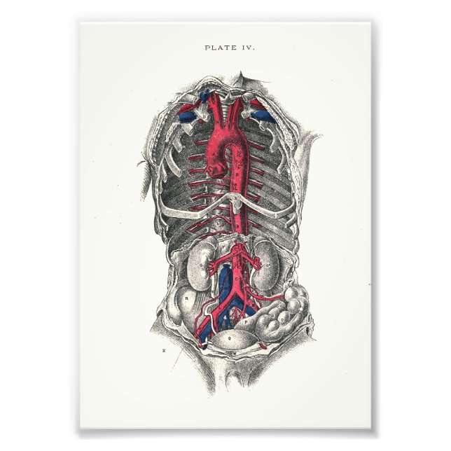 Impression Photo 1895 Artères d'impression d'anatomie humaine (Devant)